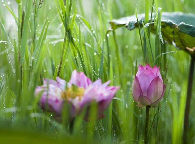 Colourful lotus pond in the suburbs of Hanoi - ảnh 7